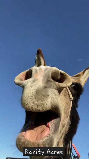 Brooke the Donkey Braying