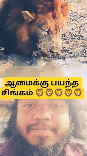 ஆமைக்கு பயந்த சிங்கம்🦁💢😱||பூனைய பாருங்க 😱😱||#turtles#trending #shortsfeed #lion#cat#viral#shortsfeed