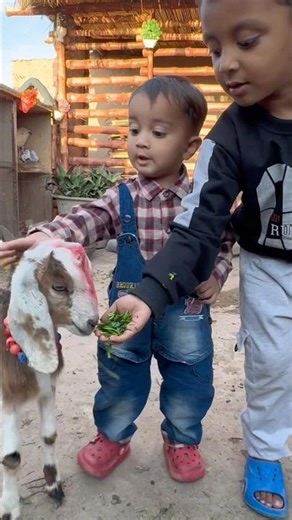 welcome goat's🎉cinimini zoo #shorts #viralvideo #shortvideo