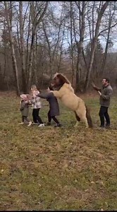 It's Party time 🥳🥳🥳 | Crazy Showhorses