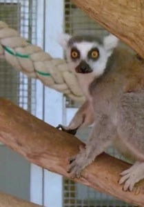 Inside Taronga Zoo S01:E04 - Lemur