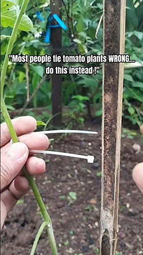 Tomato Staking Method Using Figure 8 Tie That Prevents Stem Damage #plantcare