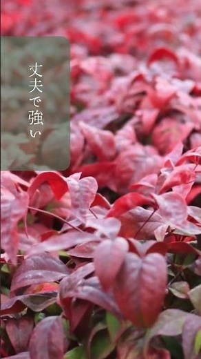 ①【オタフクナンテン】手軽に四季を楽しめる🪴関戸園芸