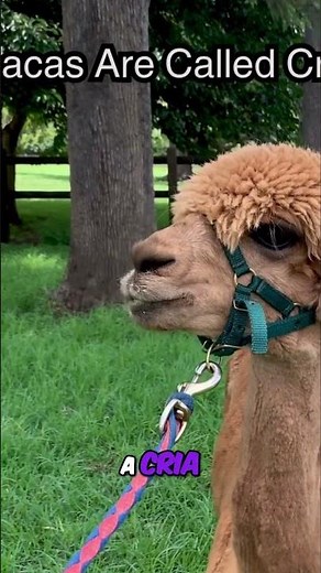 Baby Alpacas: Meet the Adorable Crias!