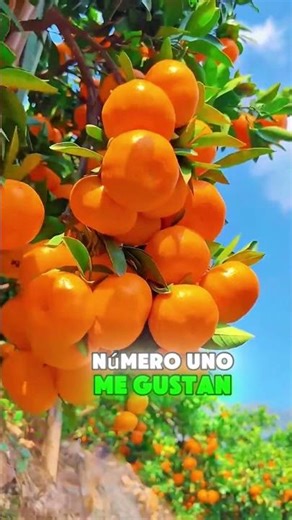 When I die, bury me next to a mandarin tree.