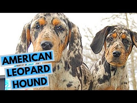 American Leopard Hound Dog Breed - Facts and Info