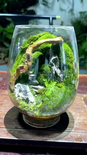 Here’s my latest DIY **moss terrarium** 🌿—a tiny green universe you can place on your desk. In this video, I show the full process from materials, layout, and arranging plants to the final decoration. Hope it inspires you! Share your ideas in the comments. Follow for more mini landscape creations#mossterrarium #terrarium #plantlover #diyprojects #creativecrafts #aestheticvideo #plantlover #houseplants #diyprojects #creativecrafts #handmade #satisfying #asmrplanting #aestheticvideo #relaxing #ti