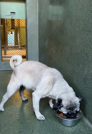 Thanksgiving Meals for Shelter Dogs: A Heartwarming Story