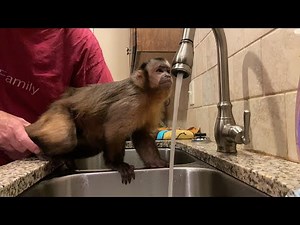 Monkey Bath Time Training! LIVE!