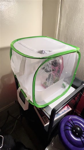 Just got this butterfly enclosure as a precaution since the i2 babies can easily slip through the 2mm vent holes their enclosure has. #phiddipusregius #jumpingspider #pets