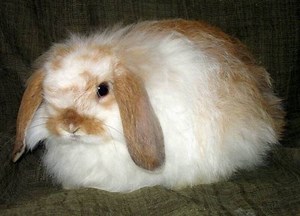 American Fuzzy Lop - Alchetron, The Free Social Encyclopedia