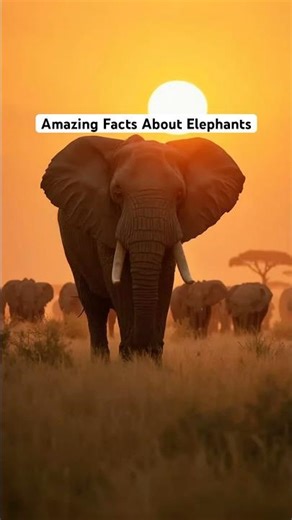 10 Amazing Facts About Elephants