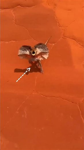 Some dangerous Lizard in Australia