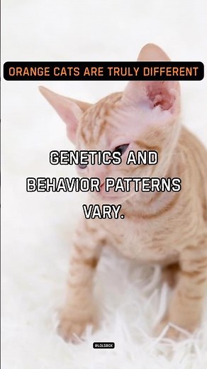Many orange cats are unusually social. Genetics and behavior patterns vary.