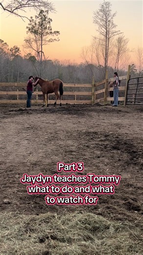 Training a Wild Mustang: Halter Training Insights