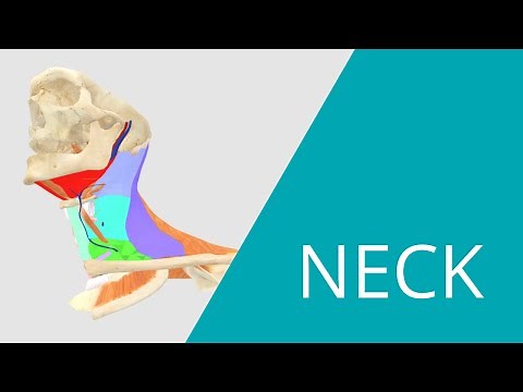Neck Lymph Node Levels - Interactive 3D Anatomy of the Neck