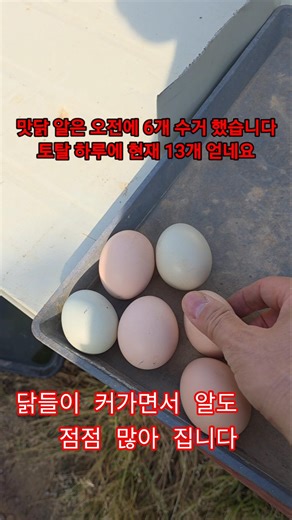 계란 꺼내기가 좋아요