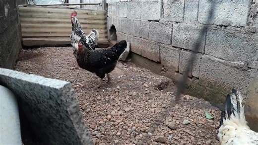 Como saber quando usar vacina e antibiótico nas galinhas frangos_Tem a mesma função_ qual diferença_ criação de galinha caipira galinha caipira de quintal criar galinha caipira em casa criação caseira de galinhas galinhas caipiras soltas como criar galinha caipira manejo de galinha caipira galinha caipira no quintal criar galinhas de forma simples criação rural de galinhas galinheiro simples para galinhas galinheiro caseiro barato alimentação de galinha caipira ração para galinha caipira galinha