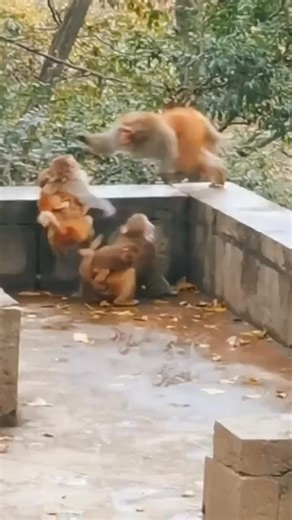 69K views · 785 reactions | A Battle for the Throne: The Young Monkey King’s Fatal Challenge#animals #wildlife #monkey #foryou | Loukides Soraiz | Facebook