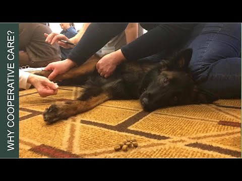 Cooperative Care - Teach Your Dog to Love Husbandry | Southpoint Animal Hospital