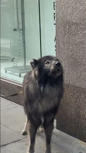 Gorgeous!! blue Bay Shepherd