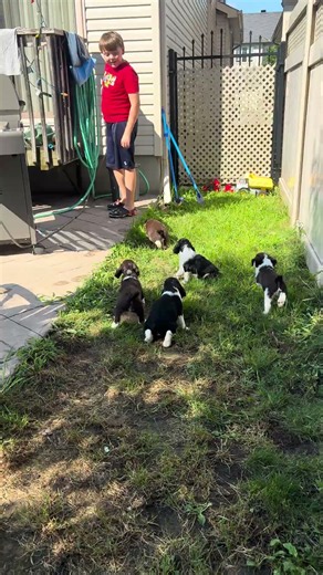 Puppies’ First Outdoor Adventure | English Springer Spaniel Cuties Explore the World