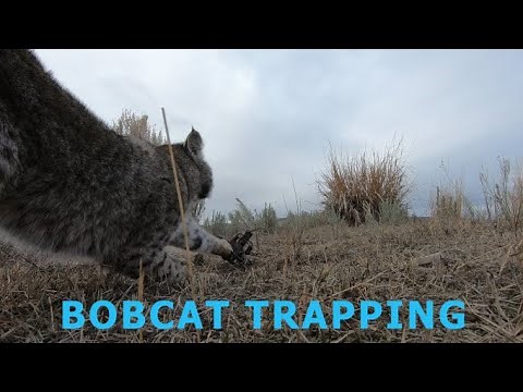 BOBCAT TRAPPING- Locations, Sets, and Catches