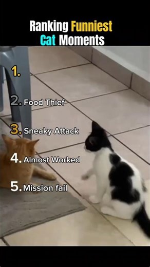 Ranking funniest cat moments