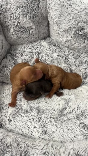 A sneak peak of our newest addition of F1b Cavapoo while Mama goes out to potty. Aren’t they precious?! Ready for homes March 24th. Two boys and 1 girl available. Reserve your pick. Located in Utah. We can deliver ✈️ via flight nanny to your nearest airport. www.gypsidoodles.com or visit our Gooddog link at https://my.gooddog.com/gypsi-doodles-poodles-llc-utah #gypsidoodles #cavapoo #cavapoopuppies #cavadorable #cavapooofinstagram | Gypsi Doodles