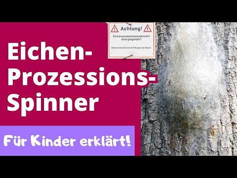 Der Eichenprozessionsspinner – Gefahr aus dem Wald? - Einfach erklärt für Grundschul-Kinder.