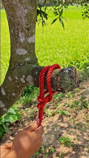 How To Tie Rope On Tree Branch Simple Knot Trick ✅💯 #shorts #lifehacks #skills #viral
