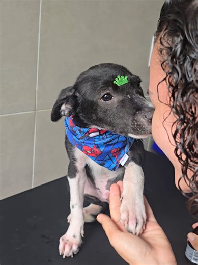 Vacinação do Aladdin: Superando Desafios com Amor