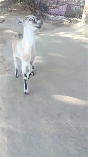 #mister Billu comedian#