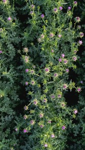 Video footage from the farm highlighting our compost piles on a cold winter day. Randy our Co-founder refers to our compost practices as the “backbone” of bio-dynamic farming 🌱 #biodynamic #biodynamicfarm #familyownedbusiness #centraloregon | Oregon's Wild Harvest