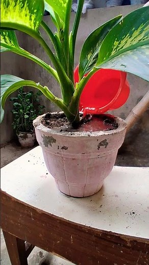 How to care for Dieffenbachia? 🌿 #gardening#diffenbachiaplantgrowth #shortfeed #homegarden