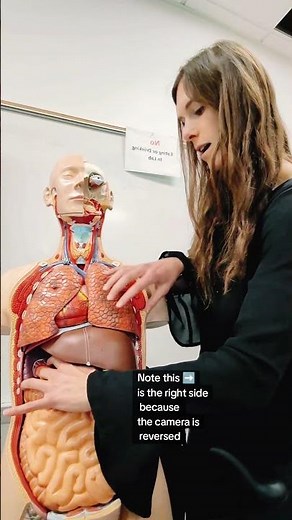 Where's the pancreas? #anatomy #anatomyandphysiology #stem #teacher #education #learning #learn