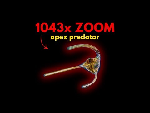 The Ocean’s Deadliest Hunters You Can’t See