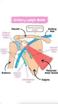 Axillary lymph nodes anatomy, location and relations of lymph nodes in the axilla #anatomy