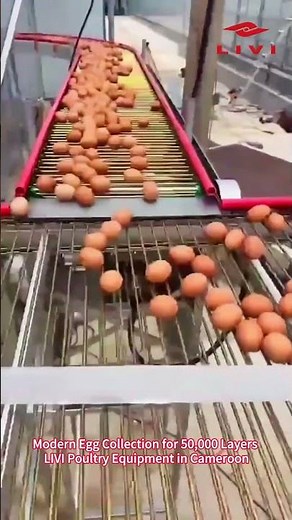 Modern Egg Collection for 50,000 Layers | LIVI Poultry Equipment in Cameroon