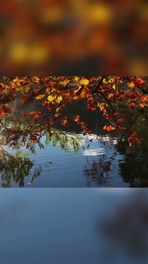 Nature's Mirror: Stunning Tree Reflections on Water #shorts