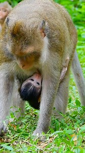 2.3K views · 350 reactions | Newborn baby monkey is breastfeeding | Love Monkey | Facebook