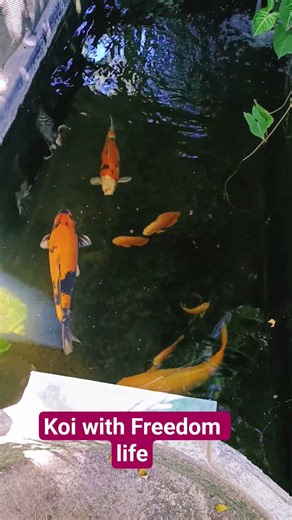 “shows three koi fish:Sanke, Karashi, and Hi Utsuri. Their beautiful colors make koi living art.” 🐟🌊