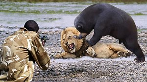 Bears Tremendous Power Mother Bear Fight Lion To Save Her Cub In Dramatic Video Baboon vs Leopard | Wild life Animals