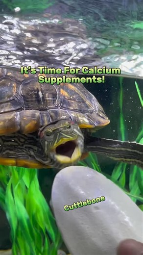 AQUATIC REALM | Did you know that Turtles need Calcium? To help them maintain strong & healthy bones/shell, give them a head size amount of Cuttlebone... | Instagram