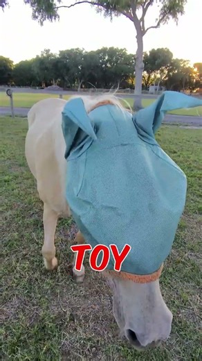 He was NOT happy about this joke #horse #shorts #animals