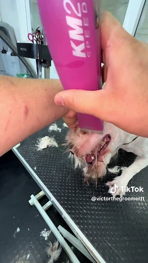 Cuidado y Estilo para tu Bichón Maltés: Un Baño y Corte Perfecto