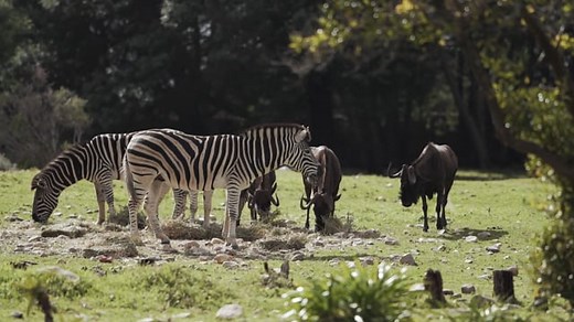 Zebras, Jungle, Animals. Free Stock Video