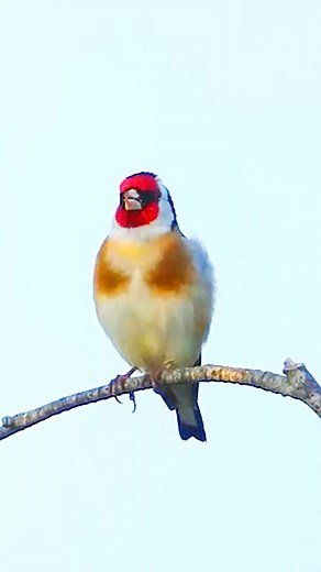 The best of European Goldfinch singing 🥳🥳 #reels Goldfinch Eropa adalah burung passerine kecil dalam keluarga finch. Goldfinch Eropa adalah satwa asli Eropa, Afrika Utara, serta Asia Barat dan Tengah. Mereka ditemukan di dataran rendah terbuka yang sebagian berhutan, tepi hutan, belukar, semak-semak, hamparan tanah bervegetasi, sungai, dan daerah rawa dengan semak-semak dan pohon, padang rumput dengan pohon-pohon yang tersebar, semak belukar, kebun, dan taman. Goldfinch Eropa rata-rata memilik