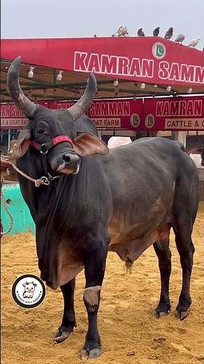 stunning standing position || kenkraj cow || Kolkata || Pathan cattle #cow