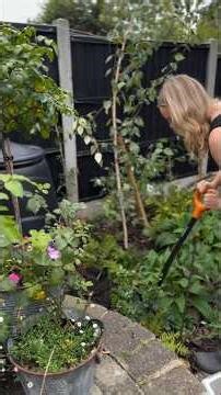 A groundcover Hydrangea! 😮#Hydrangea #HydrangeaLove #GroundbreakerHydrangea #gardening #garden #grow